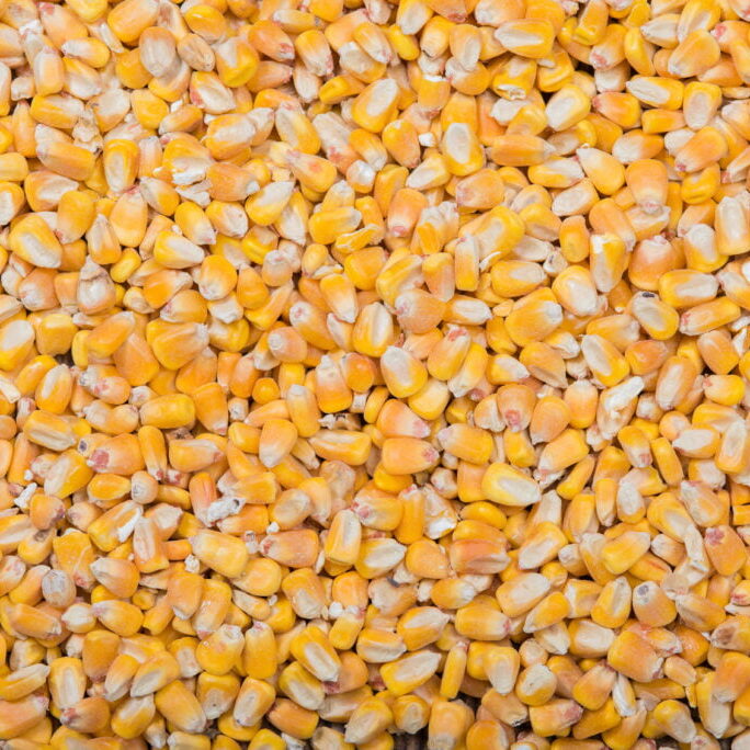 Whole yellow corn background